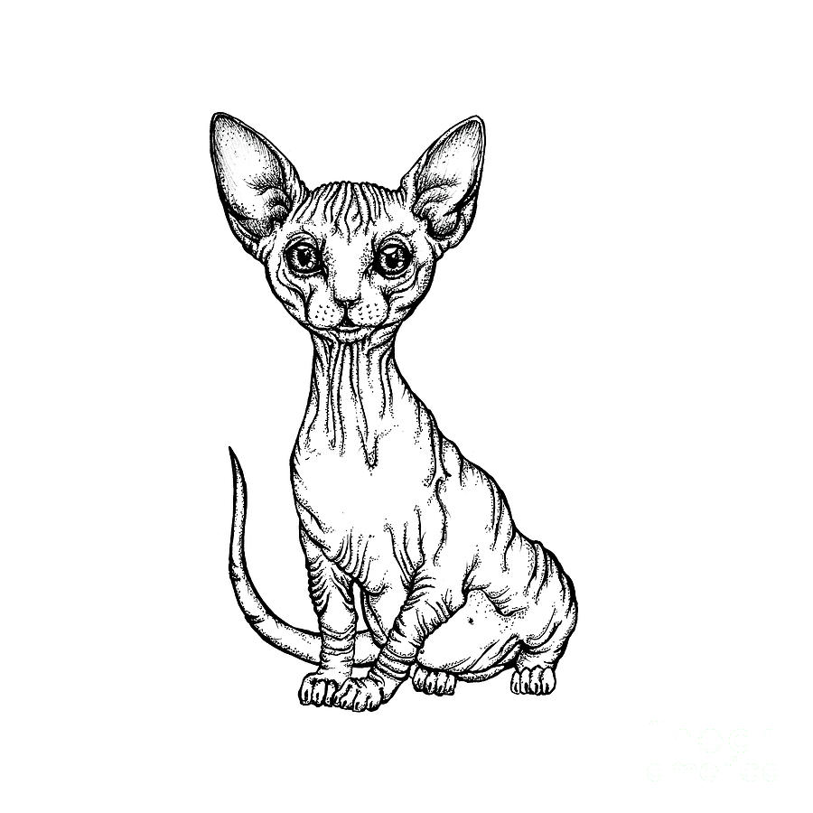 Cat Drawing - Sphynx kitten by Ang El