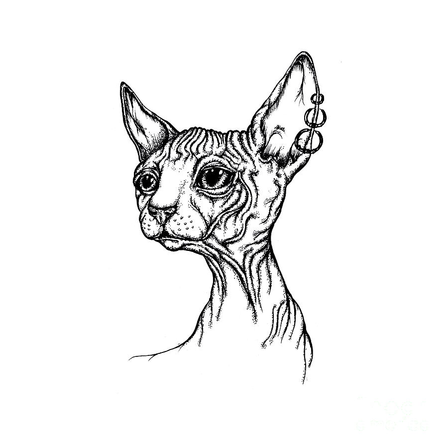 Sphynx portrait Drawing by Ang El