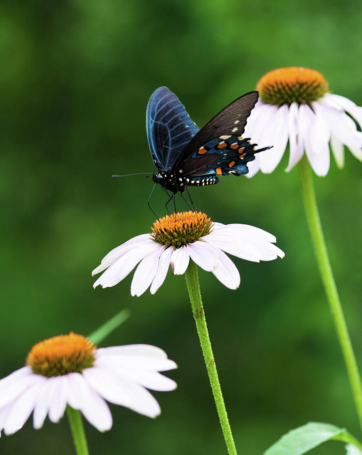 Spice Bush Swallowtail Echinacea Trio Photograph by Lara Ellis
