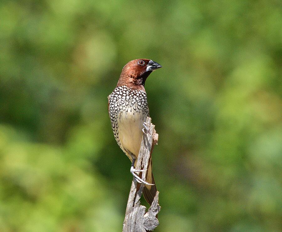 Spice Finch I Photograph by Linda Brody