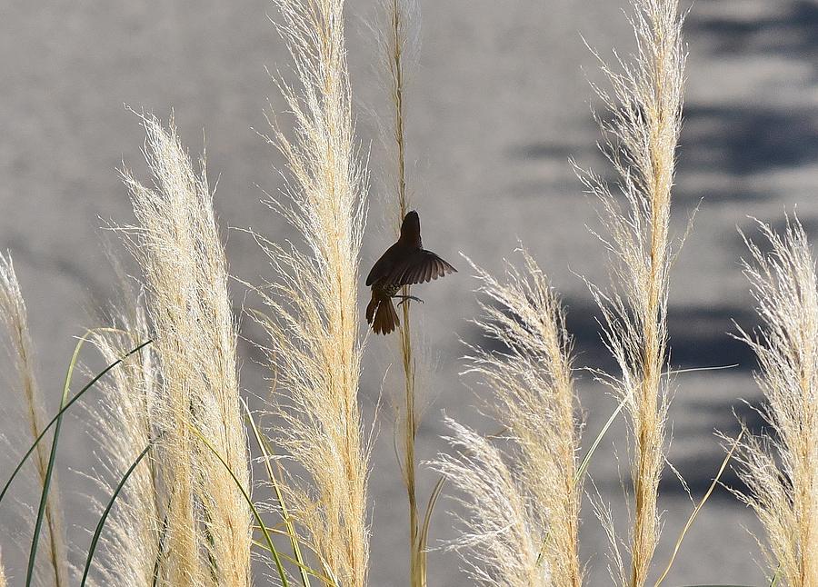 Spice Finch in Willow Grass Photograph by Linda Brody