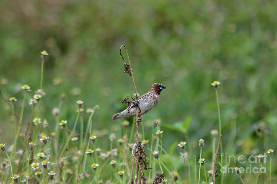 Spice Finch Photograph By Michelle Meenawong - Fine Art America