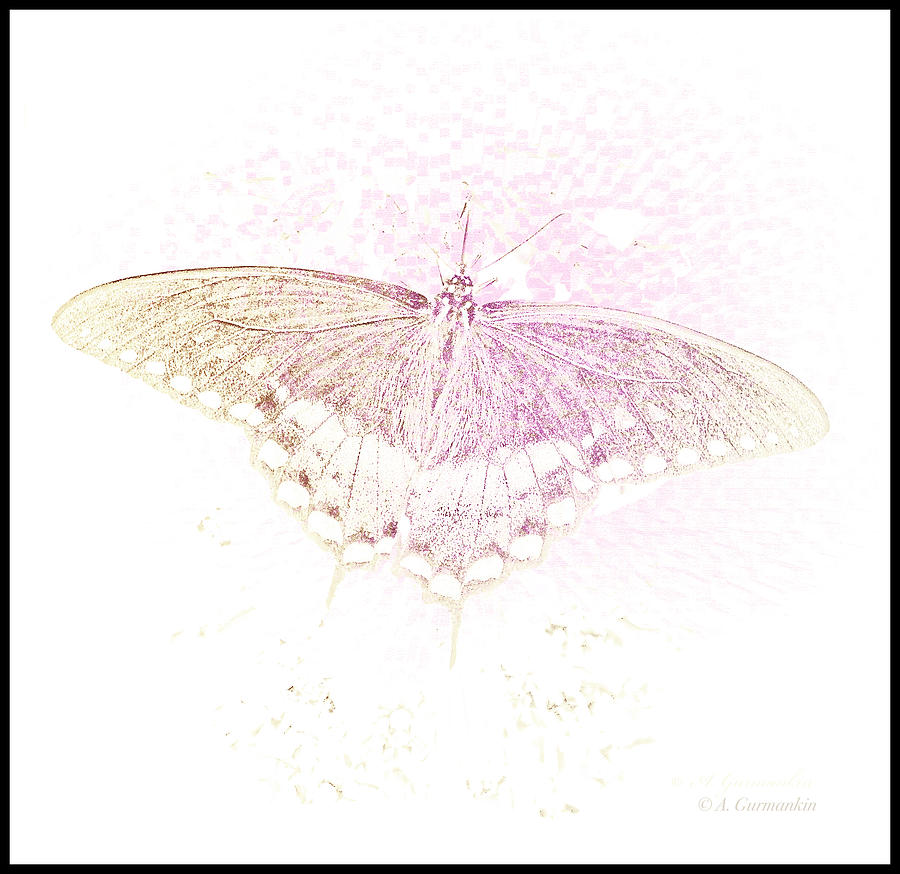 Spicebush Butterfly in Subtle Light Photograph by A Macarthur Gurmankin