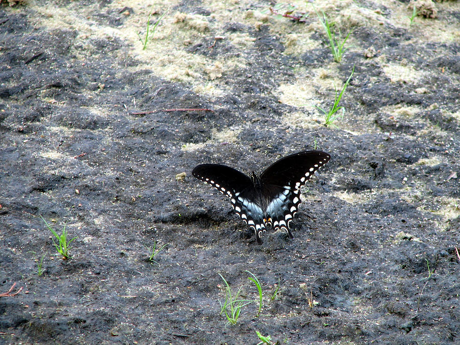 Spicebush Swallowtail 2 Photograph by George Jones