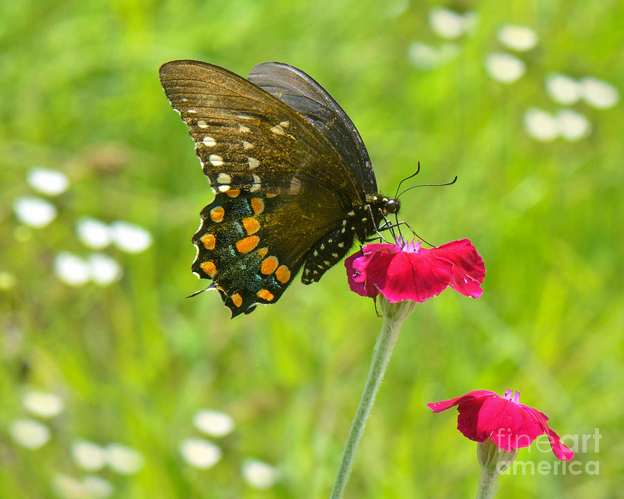 Spicebush Swallowtail Photograph by Amy Porter