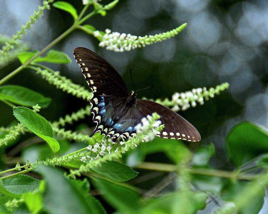 Spicebush Swallowtail Butterfly Photograph by Carol Bradley