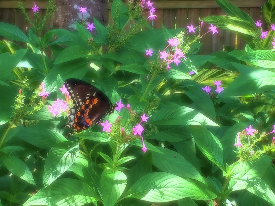 Spicebush Swallowtail Butterfly Enchanted Photograph