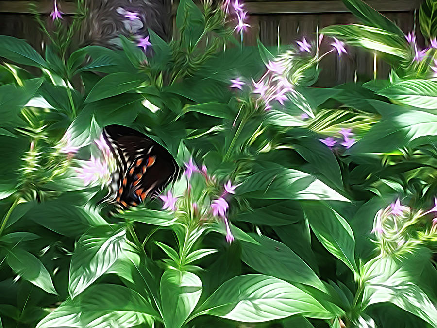 Spicebush Swallowtail Butterfly Energy Flow Photograph