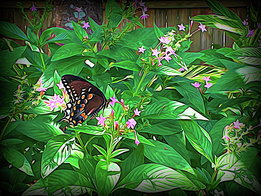 Spicebush Swallowtail Butterfly Evening Shadow Photograph