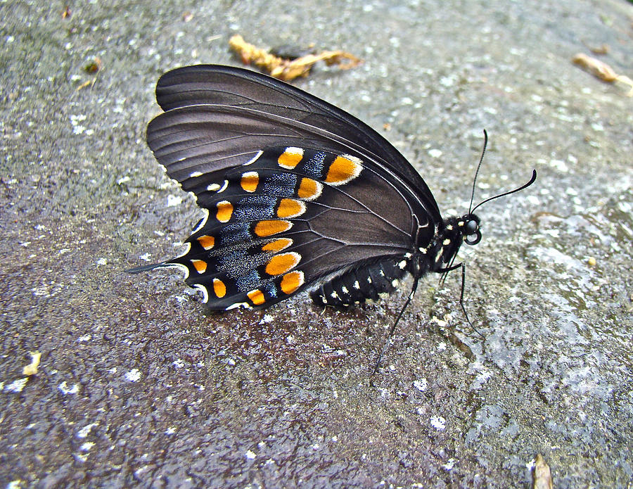 Butterfly Photograph - Spicebush Swallowtail Butterfly Female - Papilio troilus troilus by Carol Senske