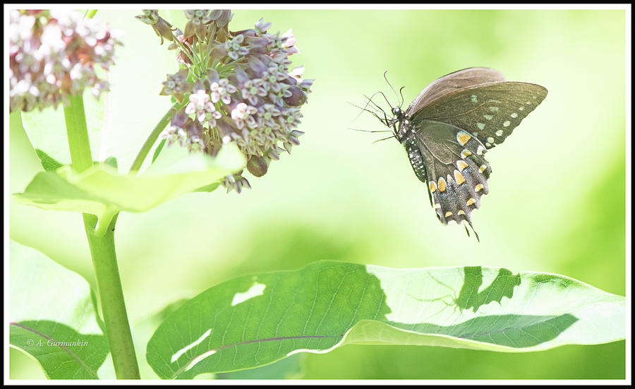 Spicebush Swallowtail Butterfly Hovers at Milkweed Photograph by A Macarthur Gurmankin