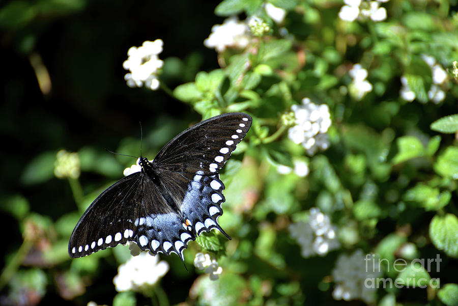 Spicebush Swallowtail Butterfly I Photograph by Denise Bruchman