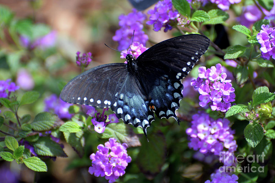 Spicebush Swallowtail Butterfly II Photograph by Denise Bruchman