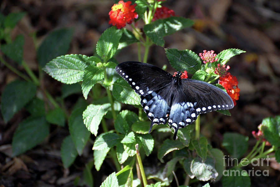 Spicebush Swallowtail Butterfly III Photograph by Denise Bruchman