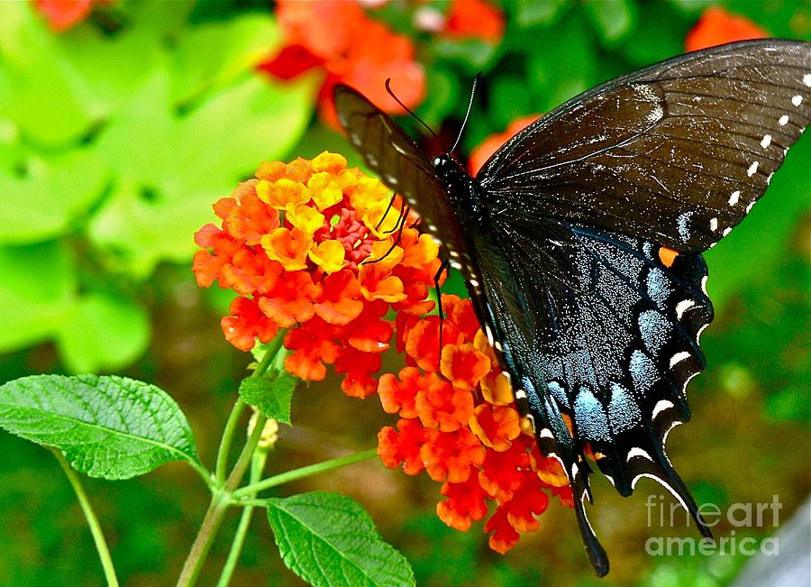 Spicebush Swallowtail Butterfly Photograph by Jean Wright