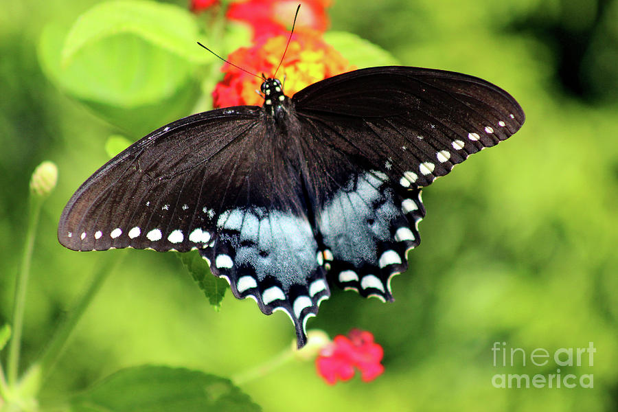 Spicebush Swallowtail Butterfly on Lantana Photograph by Karen Adams