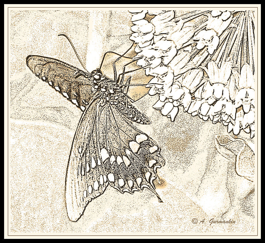 Spicebush Swallowtail Butterfly on Milkweed Digital Art by A Macarthur Gurmankin