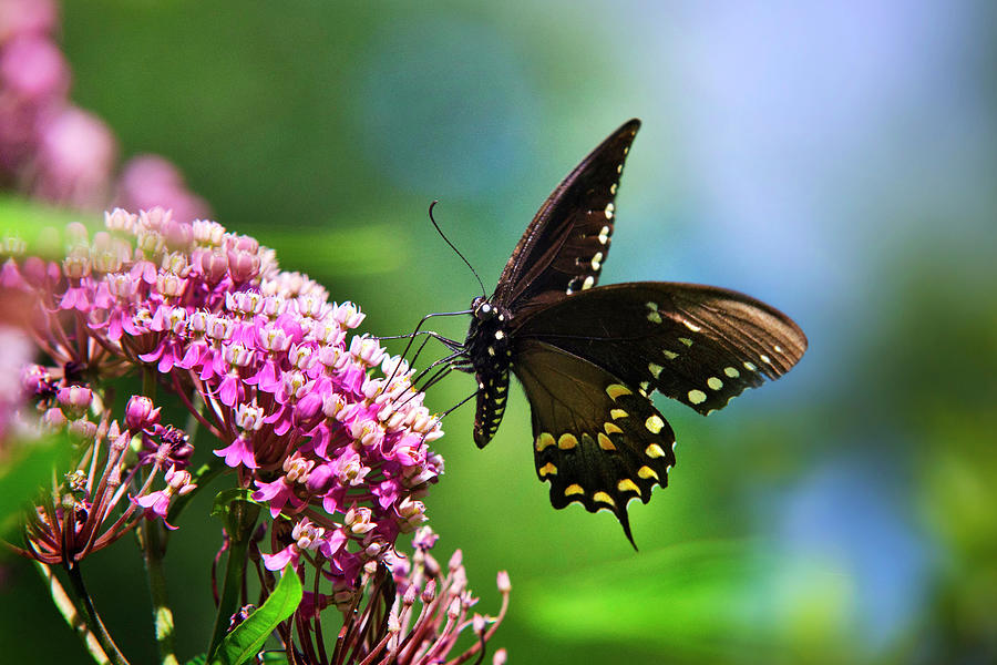 Butterfly Photograph - Spicebush Swallowtail Butterfly on Pink Flower by Christina Rollo