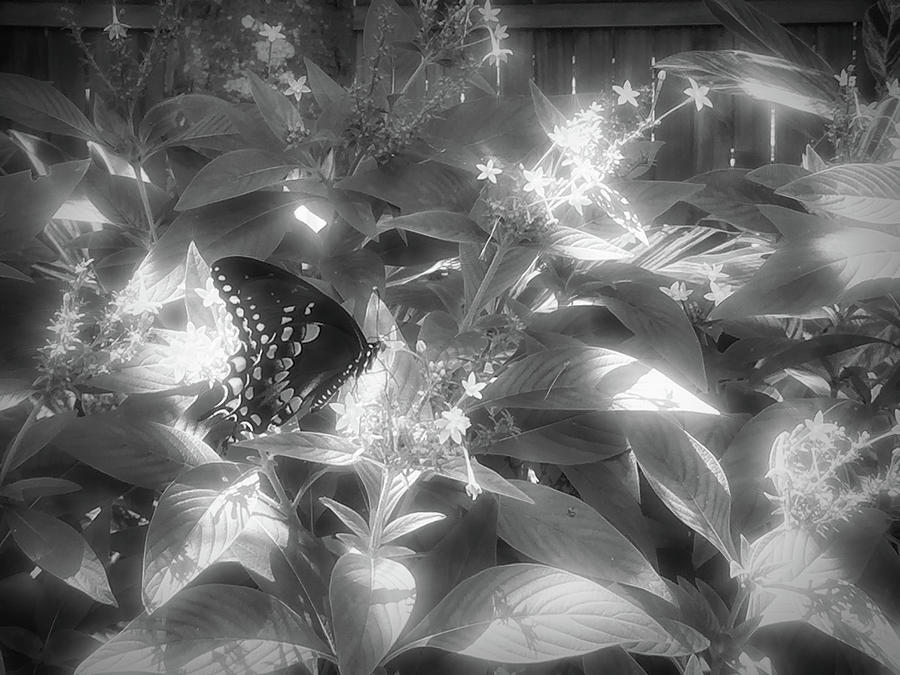 Spicebush Swallowtail Butterfly Radiant Black And White Photograph