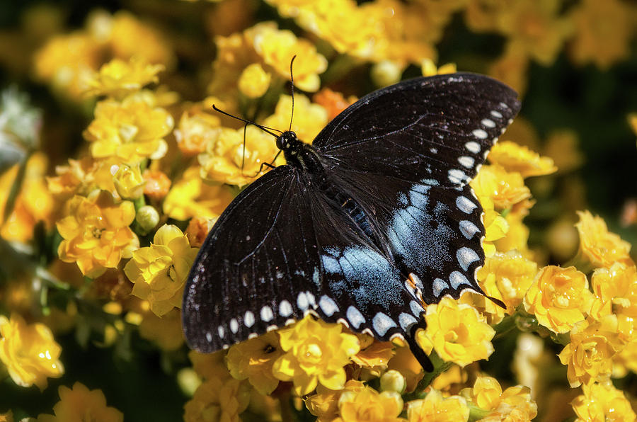Spicebush Swallowtail Butterfly  Photograph by Saija Lehtonen
