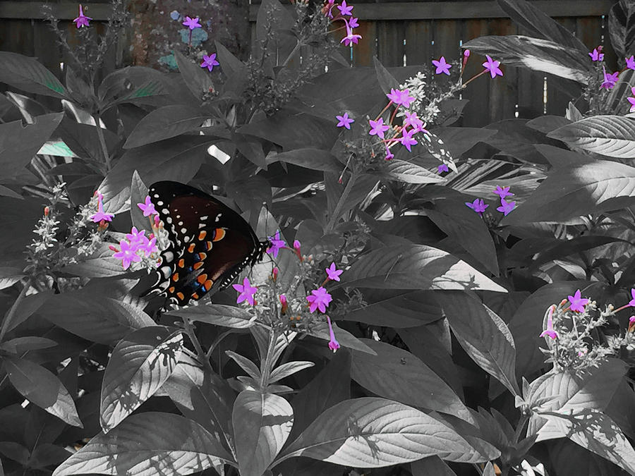 Spicebush Swallowtail Butterfly Subtle Color Photograph