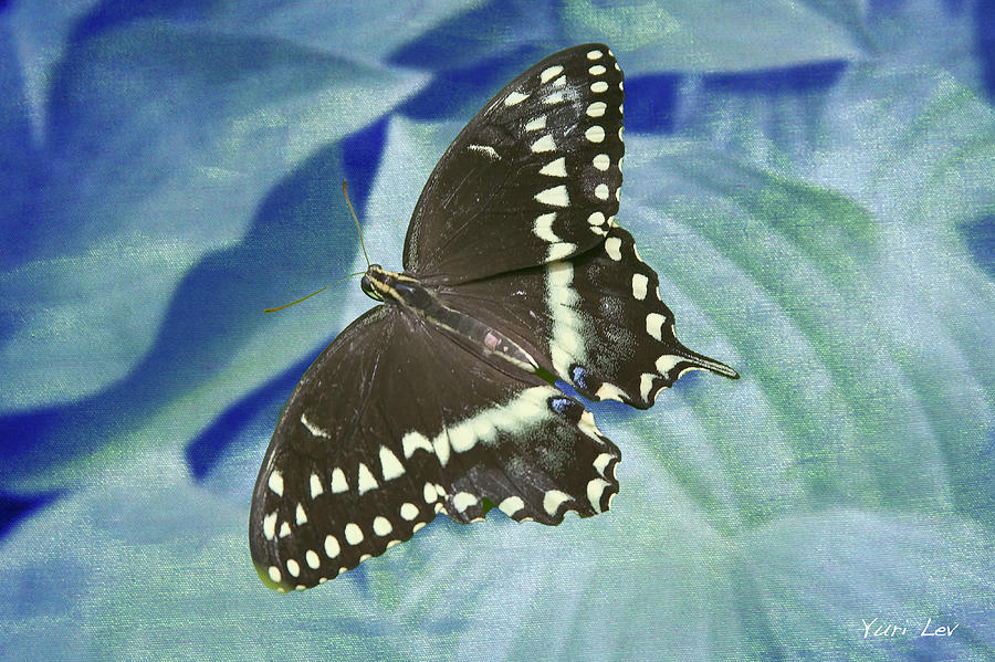 Spicebush Swallowtail Butterfly Photograph