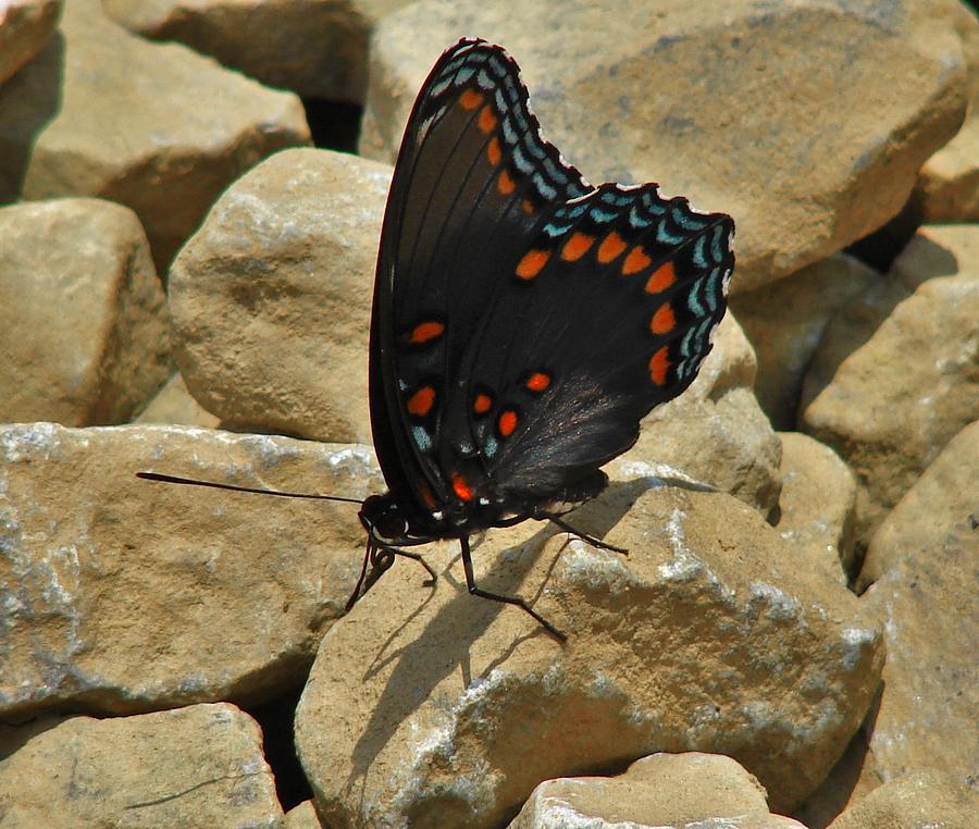 Spicebush Swallowtail Photograph by Carl Moore