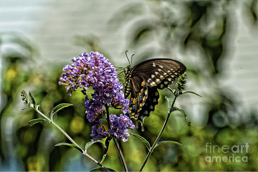 Spicebush Swallowtail  Photograph by Edward Sobuta