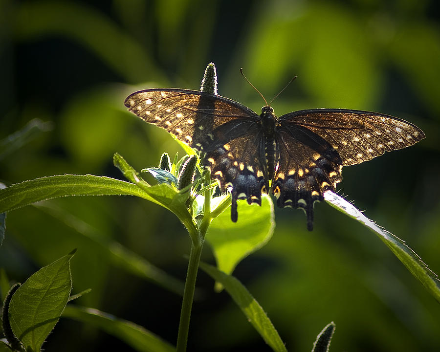 Spicebush swallowtail I Photograph by Wade Clark