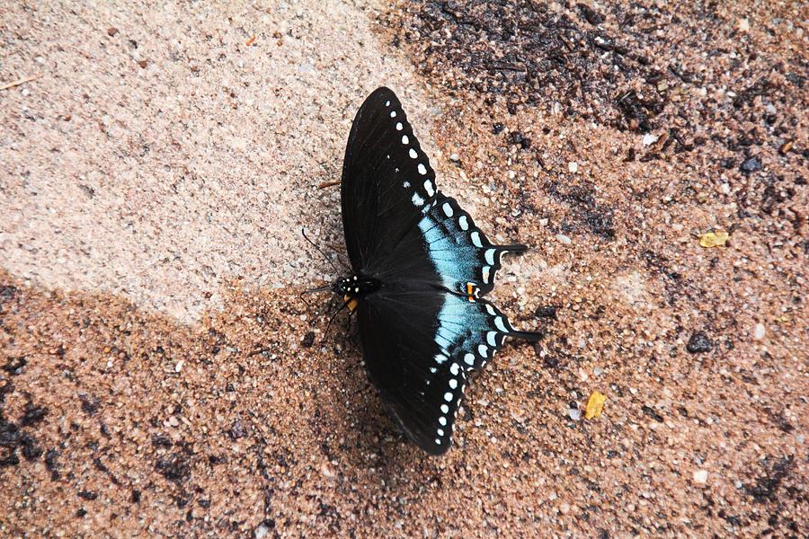Spicebush Swallowtail III Photograph by Michiale Schneider