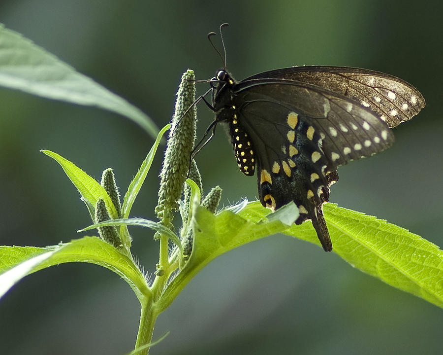 Spicebush swallowtail III Photograph by Wade Clark
