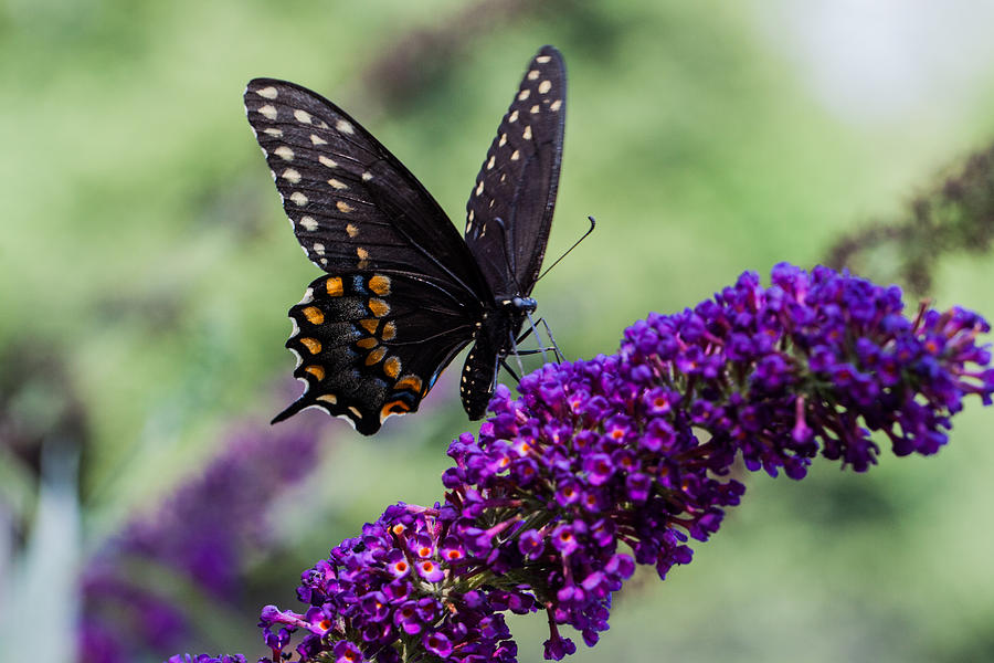 Spicebush Swallowtail Photograph by Jeff Folger