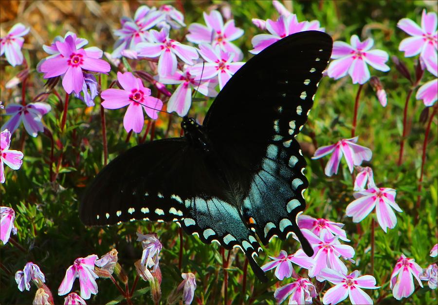 Butterfly Photograph - Spicebush Swallowtail by Kathryn Meyer