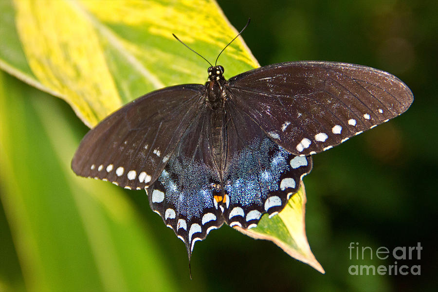 Spicebush Swallowtail Photograph by Kelly Holm