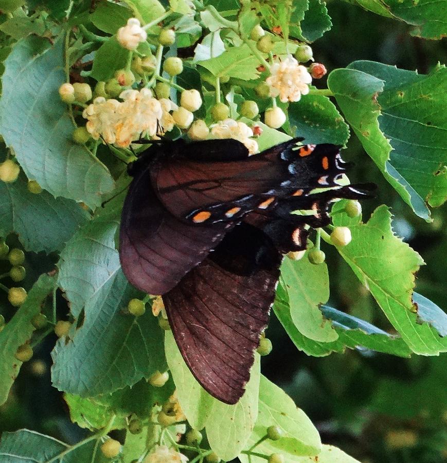Spicebush Swallowtail Luck Photograph by J L Zarek