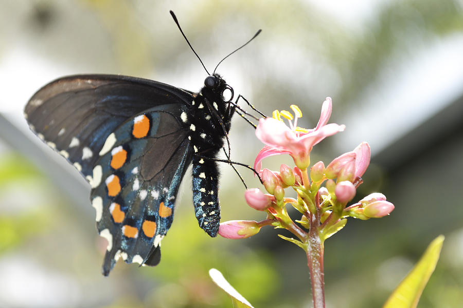 Spicebush Swallowtail Photograph by Melanie Moraga