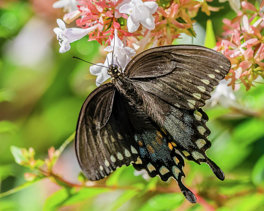 Butterfly Photograph - Spicebush Swallowtail by Morris Finkelstein