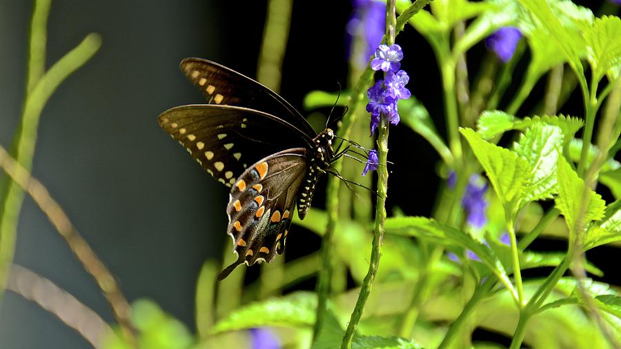 Spicebush Swallowtail on Blue Porterweed Photograph by Carol Bradley