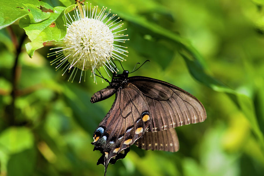 Spicebush Swallowtail on Buttonbush Wildflower Photograph by Kathy Clark