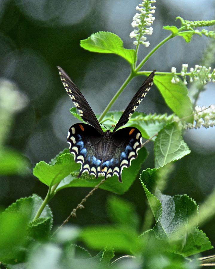 Spicebush Swallowtail on Sweet Almond Photograph by Carol Bradley