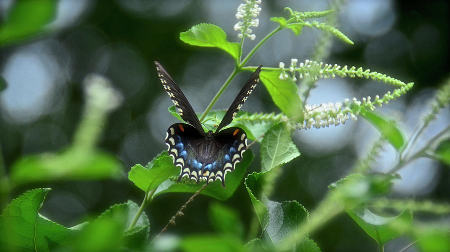 Spicebush Swallowtail on Sweet Almond Flower Photograph by Carol Bradley