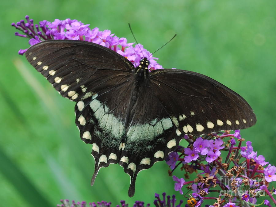 Spicebush Swallowtail Photograph by Randy Bodkins
