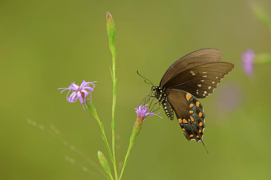 Spicebush Swallowtail Photograph by Robert Charity