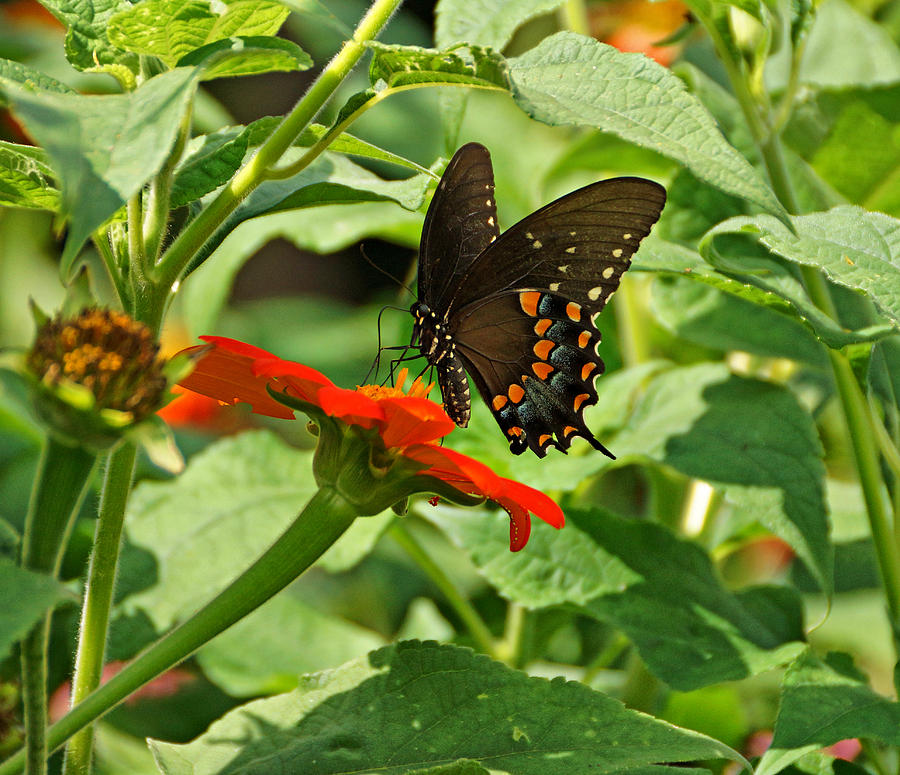 Spicebush Swallowtail Photograph by Sandy Keeton