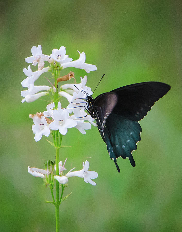 Spicebush Swallowtail Photograph by Steve Marler