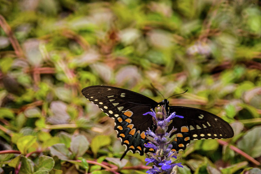 Spicebush Swallowtail Underside Photograph by Douglas Barnett