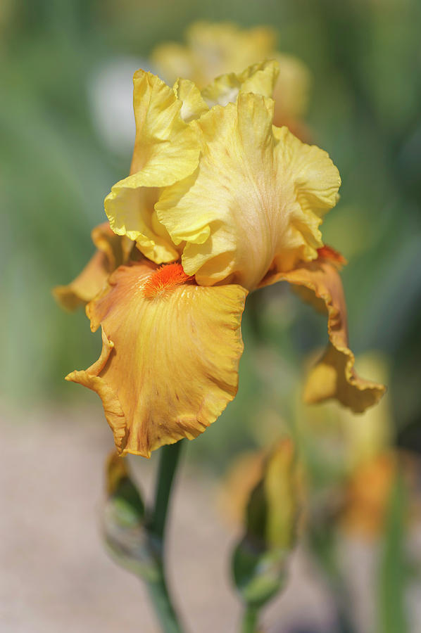 Spiced Custard. The Beauty of Irises Photograph by Jenny Rainbow