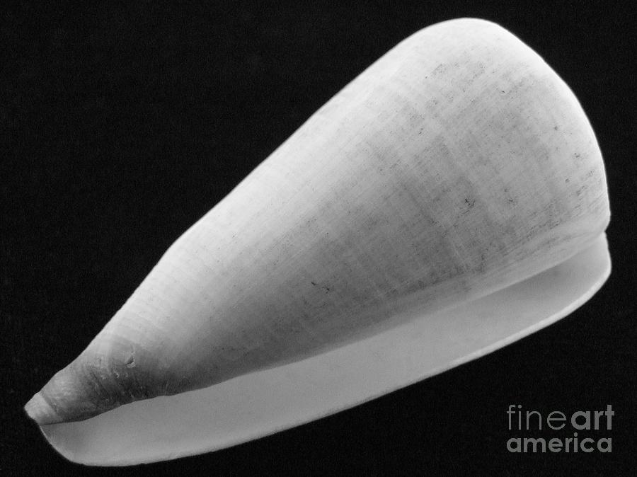 Mary Deal Photograph - Spicer Cone by Mary Deal Mary Deal Photograph - Spicer Cone by Mary Deal