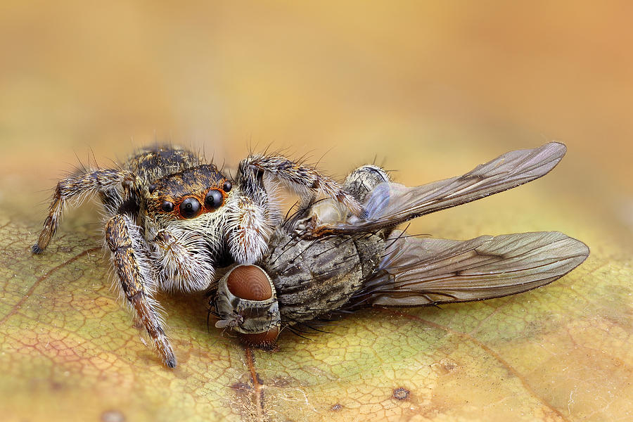 Spider Photograph - Spider 1 - Fly 0 by Carles Just