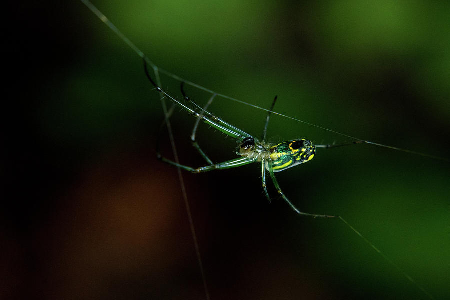 Spider Adding a Tension Span Web Photograph by Douglas Barnett